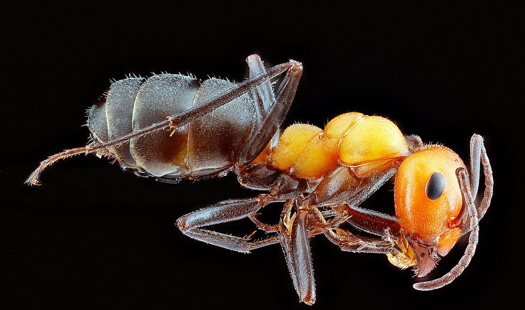 Ant Control service in Walnut Creek, CA
