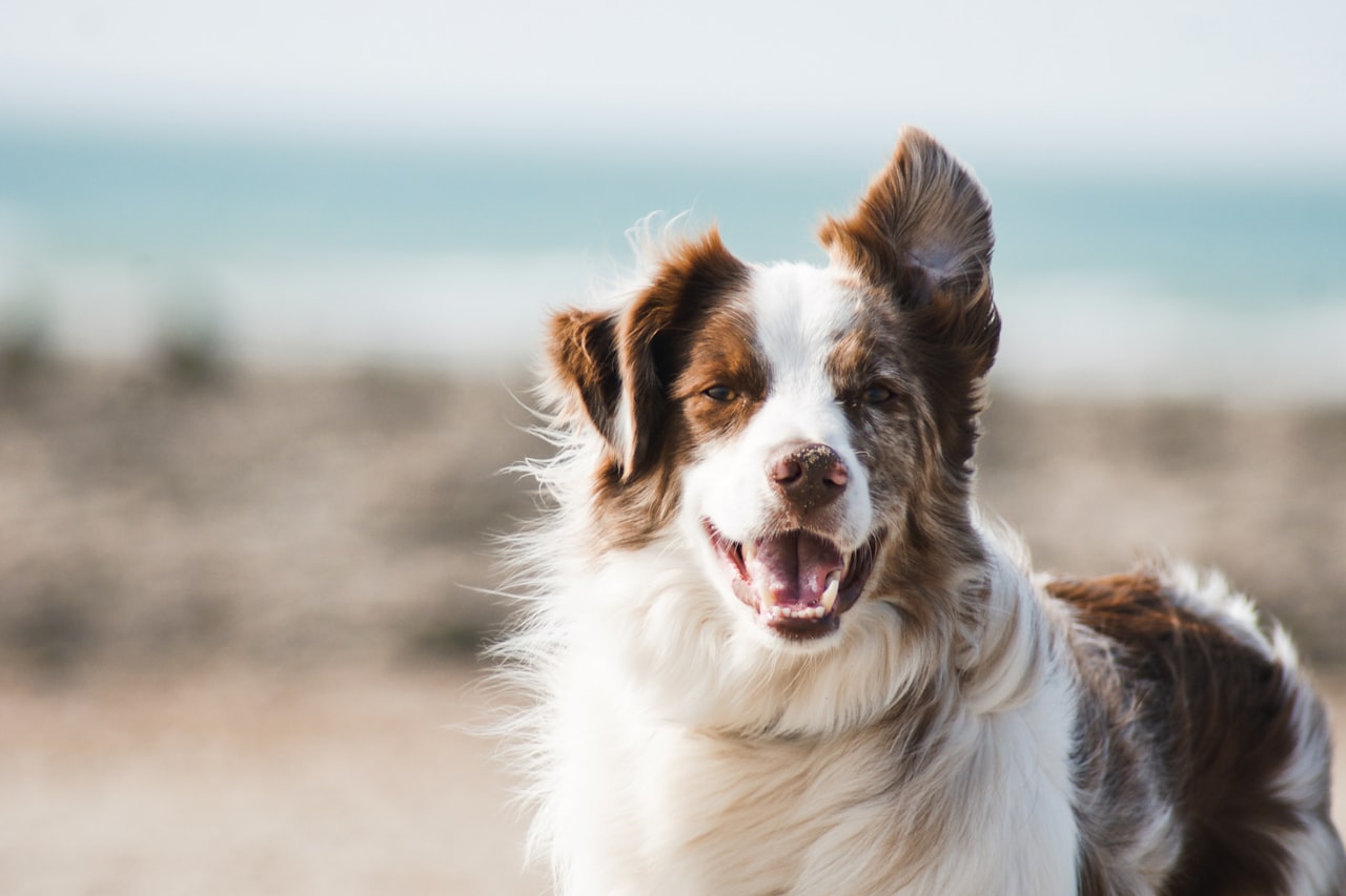 Flea & Tick Control service in Walnut Creek, CA