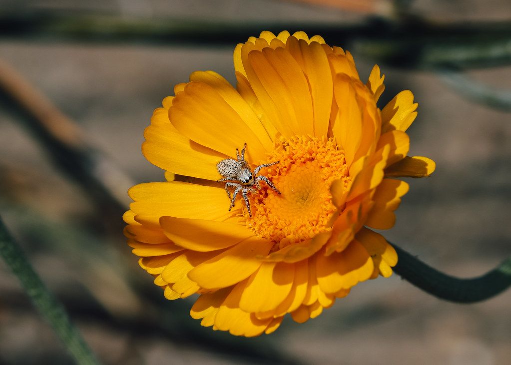 Spider Control service in Walnut Creek, CA